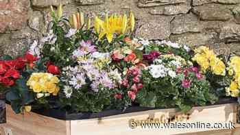 Big wooden planter 'brilliant' for veg, herbs and flowers is cheaper than Amazon