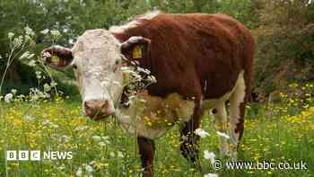 How do I keep safe from cows on countryside walks?