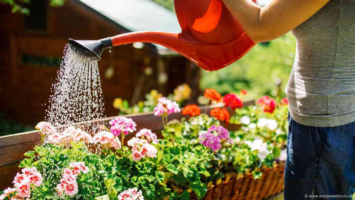 Gardeners urged to cover plants with 1 simple item to protect them during heatwaves