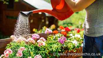 Gardeners urged to cover plants with 1 simple item to protect them during heatwaves