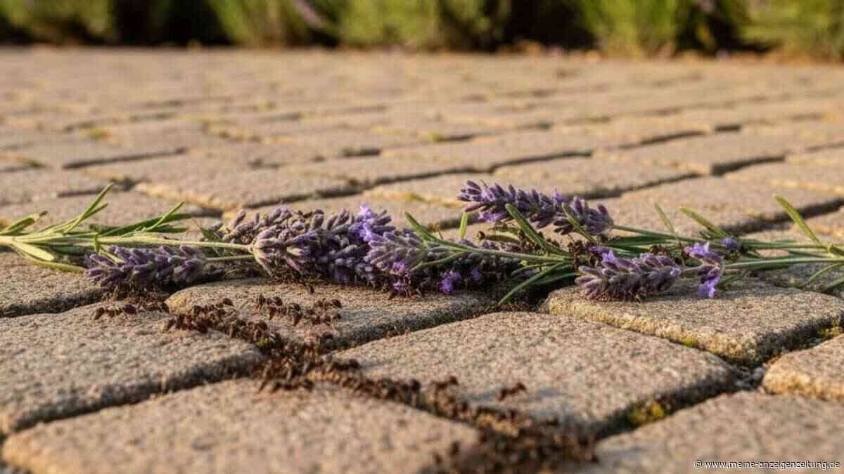 Ameisen im Anmarsch? Diese Gewürze und Öle schlagen die Krabbeltiere ohne Chemie in die Flucht