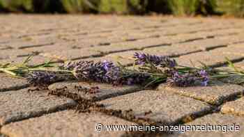 Ameisen im Anmarsch? Diese Gewürze und Öle schlagen die Krabbeltiere ohne Chemie in die Flucht