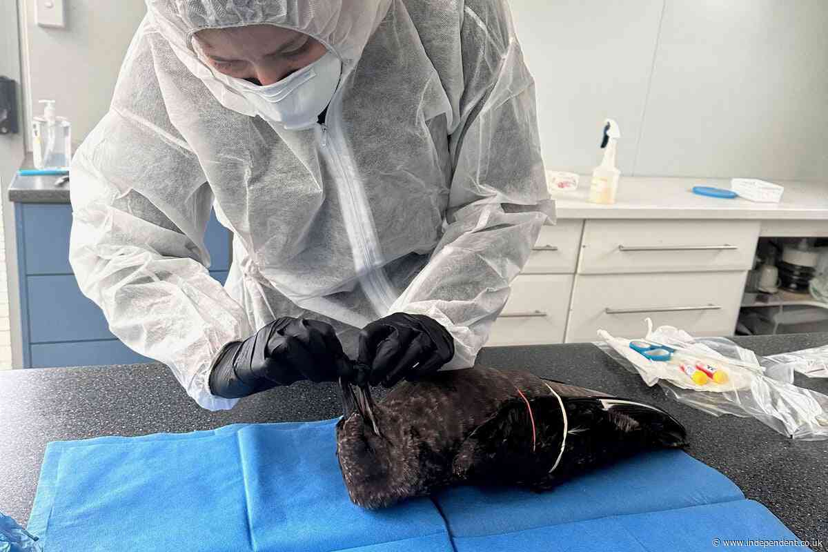 New Zealand confirms first case of deadly H5N1 bird flu: ‘We are very well prepared’