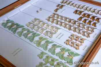 Around 700,000 specimens to be digitised in project to document biodiversity