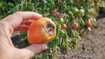 Stop tomato blight with 1 simple job Monty Don urges gardeners to do now