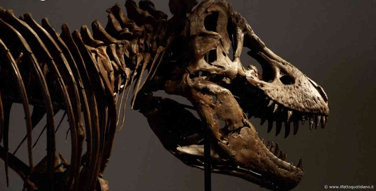 Venduto all’asta per 44 milioni di euro lo scheletro di “Gus”, tra i T-Rex più grandi al mondo. È record, ma si scatenano le polemiche dei paleontologi
