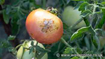 Tomatoes will never get blight if you do 1 job Monty Don recommends now