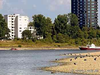 Schwimmer im Rhein bei Köln löst Großeinsatz aus