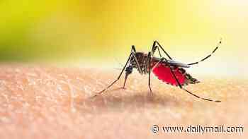Warning over uptick in terrifying Zika virus that causes brain damage - Britons are bringing it back from popular beach destinations