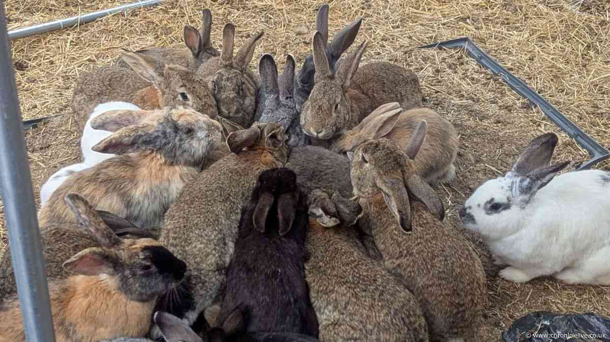 RSPCA rescues 99 rabbits from North East garden due to 'uncontrolled breeding'