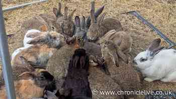 RSPCA rescues 99 rabbits from North East garden due to 'uncontrolled breeding'