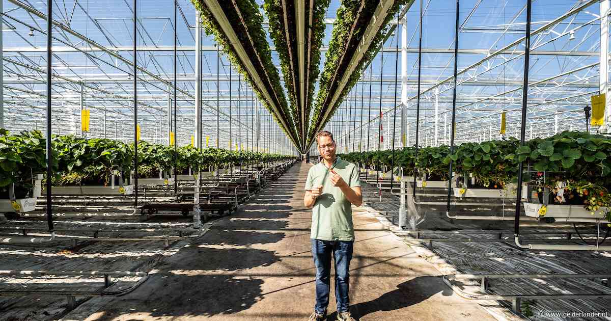 Bemmelse aardbeienkoning neemt concurrent met kassen ter grootte van 48 voetbalvelden over