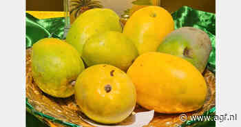 Pakistaanse mango verovert Europa