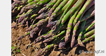 60% Mexicaanse asperges komt uit deelstaat Sonora