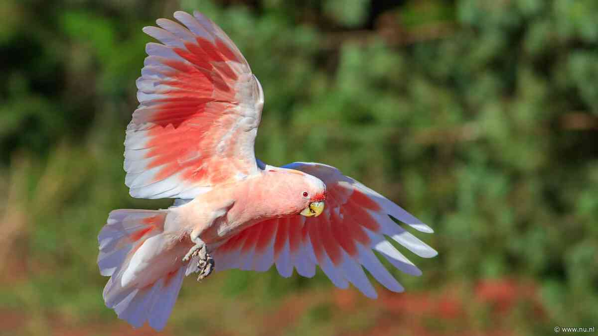 Roze kaketoes voelen positieve emoties zodra ze mogen vliegen