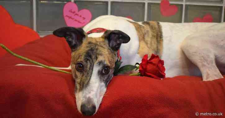 Britain’s ‘loneliest dog’ finally adopted after 18 months in shelter