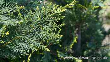Four invasive plants to never grow or risk reducing your home's value