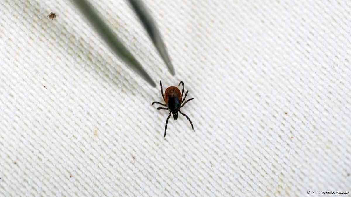 RIVM zag tijdens laatste week van juni recordaantal tekenbeten