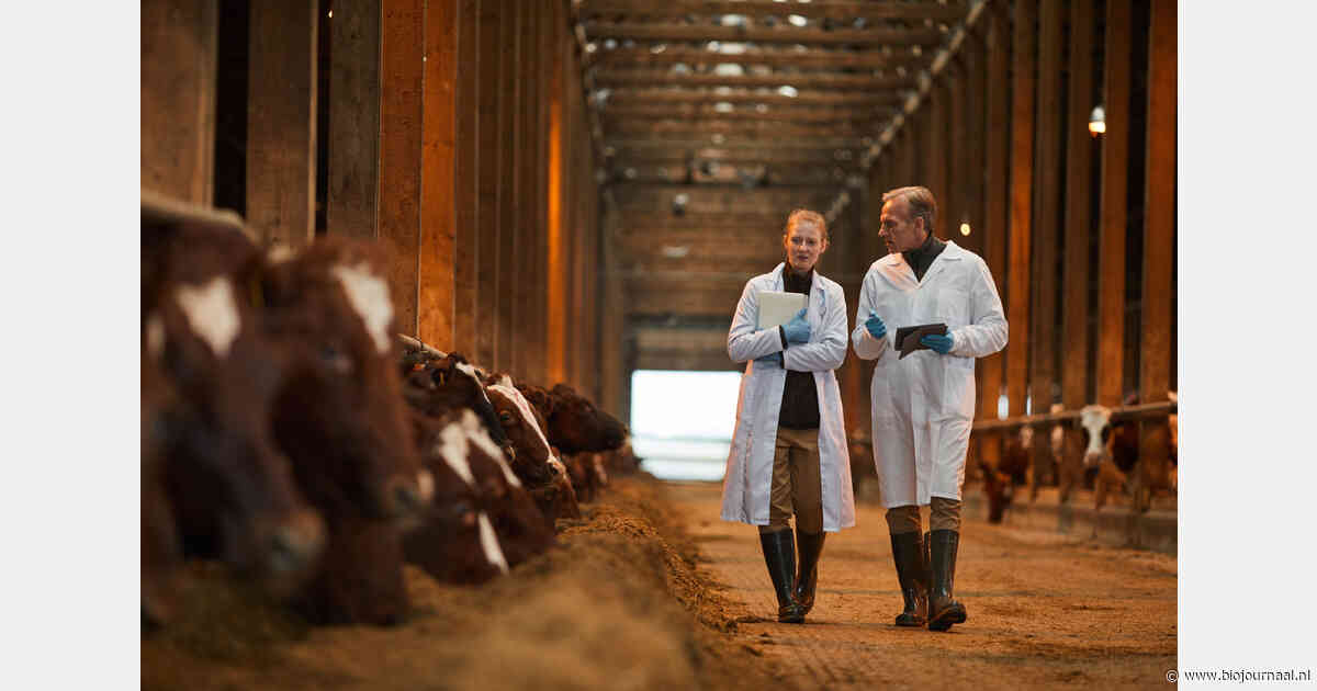 Vlaanderen wil netwerk van praktijkbedrijven voor biologisch veehouderijonderzoek opzetten