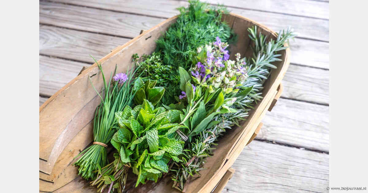 Populariteit van biologische bloemen en planten neemt toe in Amsterdam