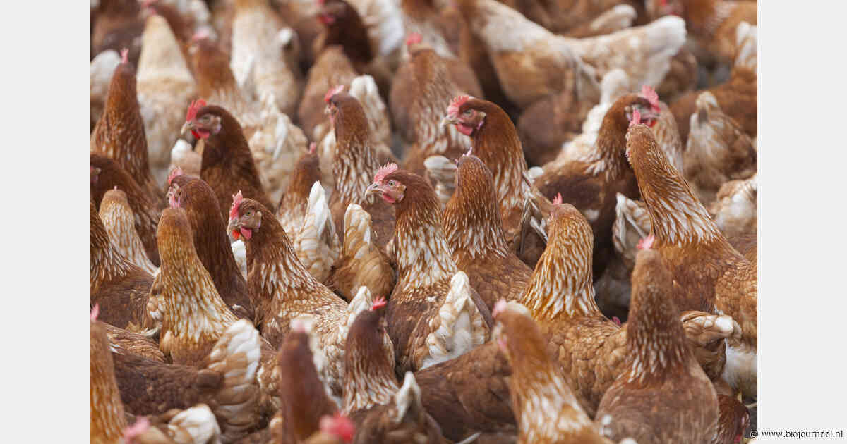WUR-onderzoek legt dagelijkse tekortkomingen in bioveiligheid pluimveebedrijven bloot