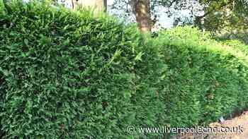 Four plants and trees to never grow in your garden or risk devaluing your home