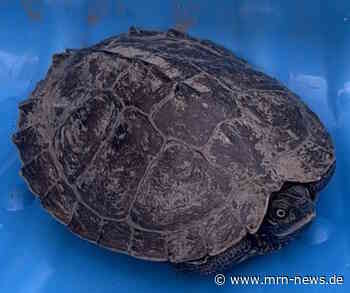 Speyer – Wasserschildkröte aufgefunden