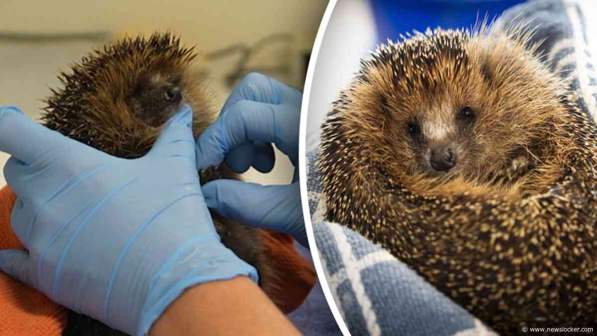 Zielig: enorme drukte bij egel- en vogelopvanglocaties
