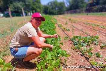 « Ça fait bien un siècle que ça ne s’est pas produit » : elle ouvre son exploitation agricole à Opio