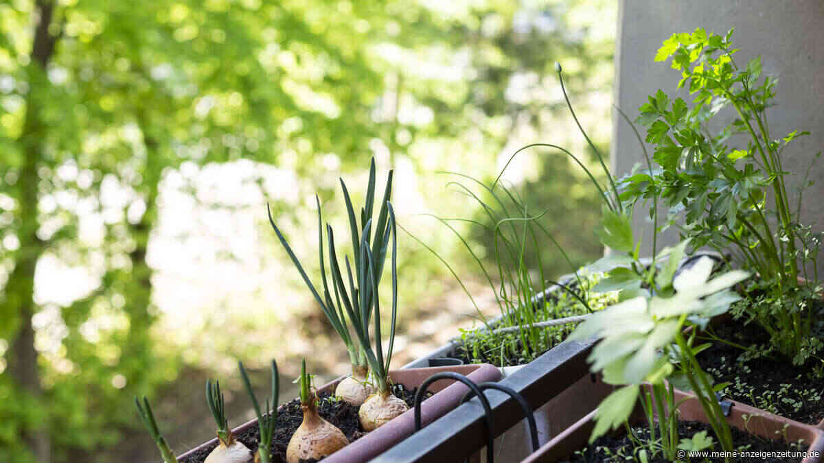 Schattiger Balkon oder Garten? Diese Kräuter wachsen trotzdem prächtig