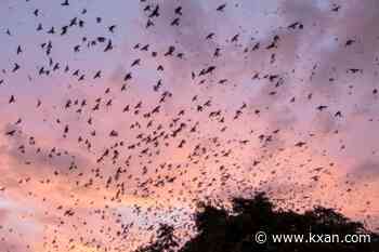 Travis Audubon says 2026 'Purple Martin parties' canceled due to trespass threat