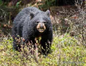 What Should You Do If You Encounter A Bear In Wyoming?