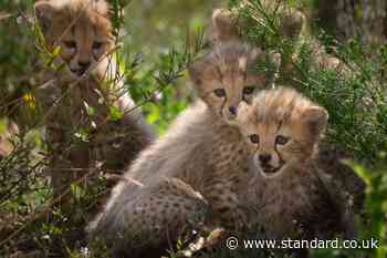 Spot check: Cheetah cubs appear for first time at Whipsnade Zoo