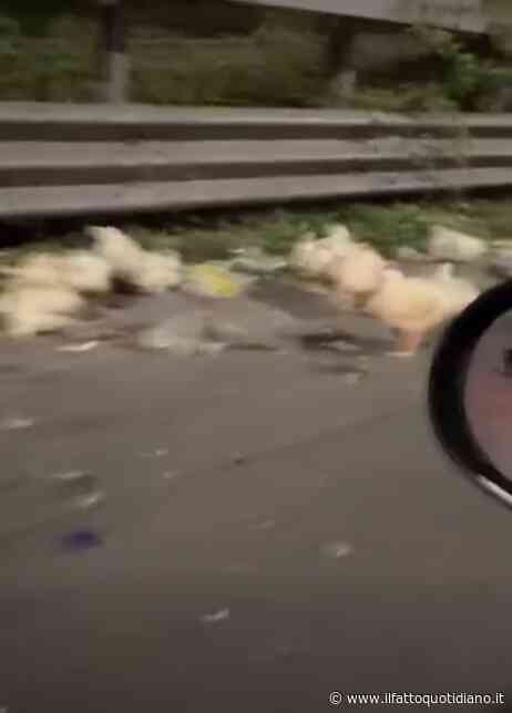 “Che ci fanno decine e decine di galline su una strada a scorrimento veloce?”: camion perde il carico, strage di volatili a Napoli