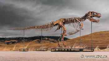 T. rex nicknamed Gus sells at auction for record $50 million US