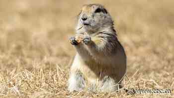 Strychnine use for gopher control officially begins in Alberta, Saskatchewan after delays