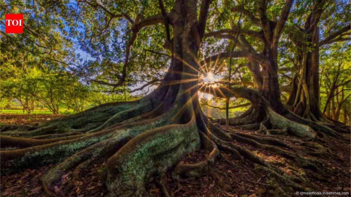 Scientists warmed the same forest soil by 5°C for 37 years; in the fourth decade, microbes began releasing carbon once thought safely locked away