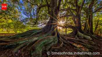 Scientists warmed the same forest soil by 5°C for 37 years; in the fourth decade, microbes began releasing carbon once thought safely locked away