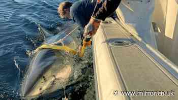 Massive great white shark resurfaces again with experts warning it may be on way to seaside destinations