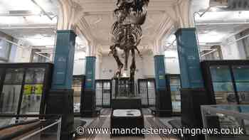 Manchester Museum's Stan the T-Rex on the move after 22 years