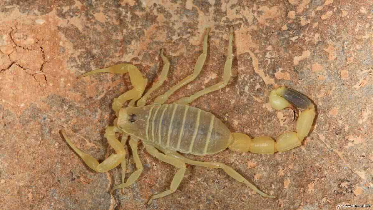 Schock im Gepäck: Belgierin bringt hochgiftigen „Deathstalker“-Skorpion aus Ägypten heim