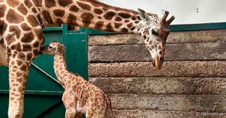 First giraffe born at Kent zoo in eight years named after Jude Bellingham