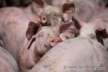 Defra declines emergency aid as pig crisis deepens