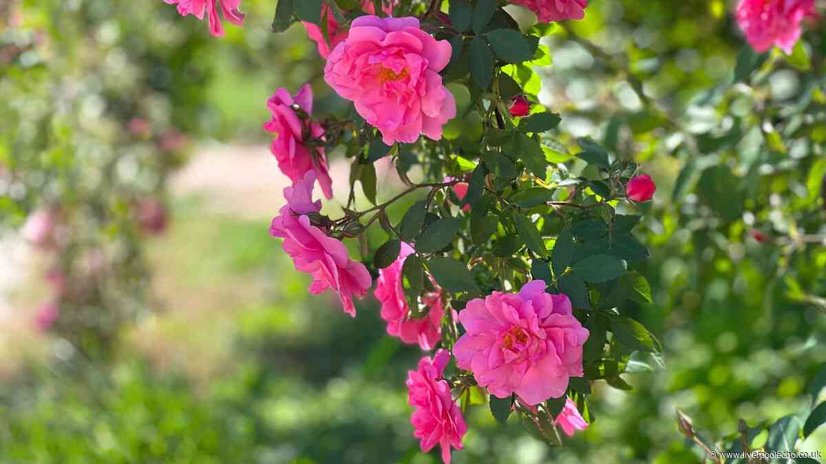 Monty Don urges gardeners to do 'very important' task for roses this month