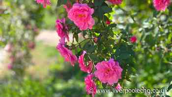 Monty Don urges gardeners to do 'very important' task for roses this month