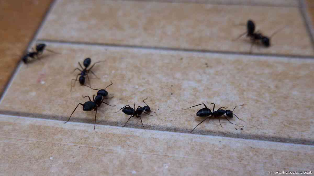 Get rid of ants using 1 natural ant repellent Mrs Hinch fans swear by