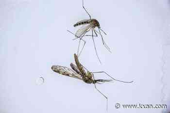 Mosquito bites: Why it itches, how to treat them
