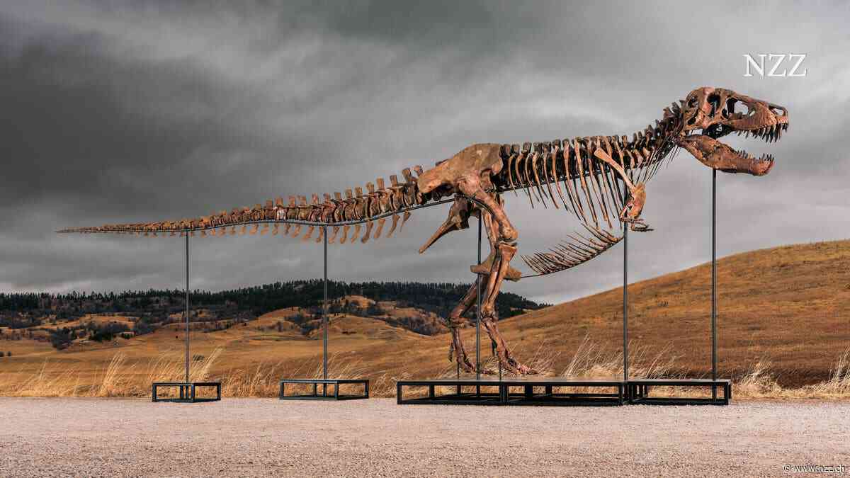 Ein T. rex für 50 Millionen Dollar