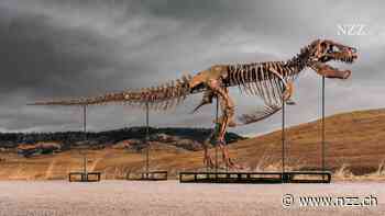 Ein T. rex für 50 Millionen Dollar