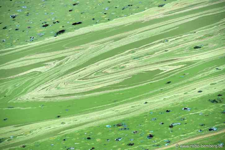 Blaualgen-Verdacht in der Donau – Zwei Menschen erkrankt